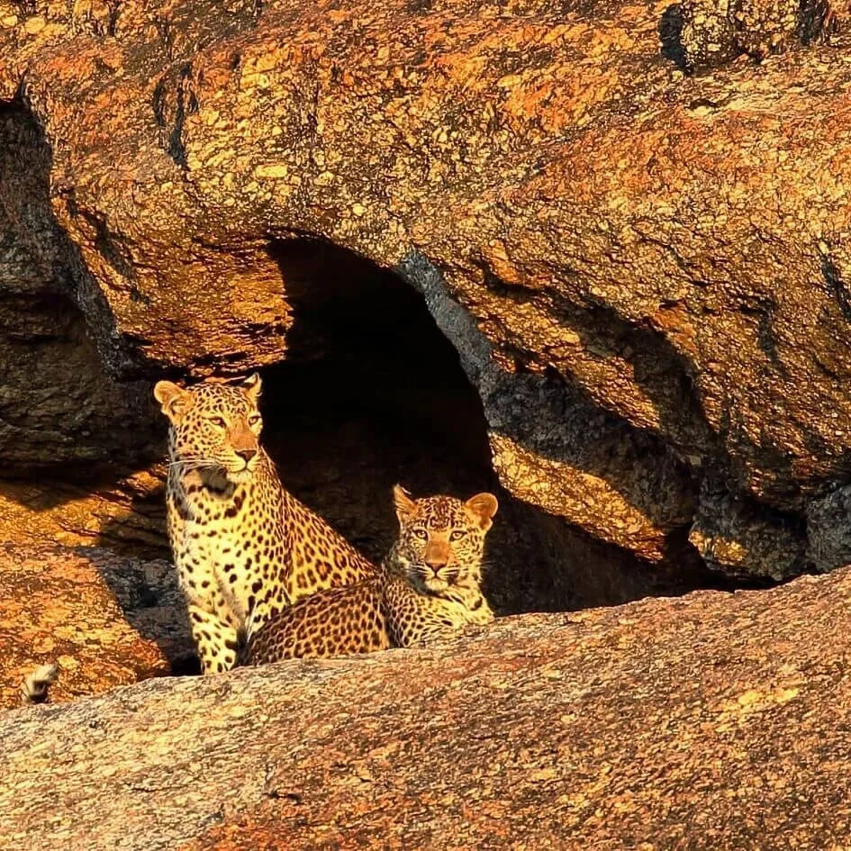 leopard safari Resort in Jawai